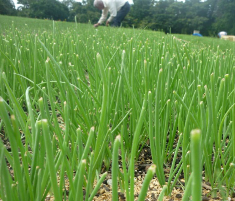 楽天市場】【予約商品】淡路島産たまねぎ苗早生品種レクスタ