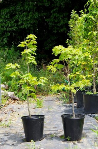 楽天市場】庭木 苗 コハウチワカエデ 8号(100〜120cm)【送料無料