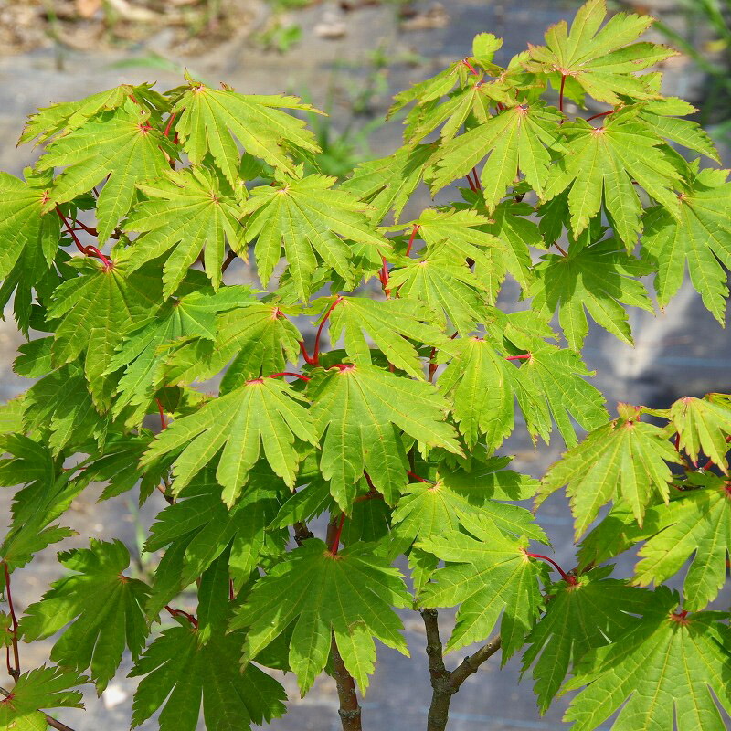 楽天市場】庭木 苗 コハウチワカエデ 8号(100〜120cm)【送料無料