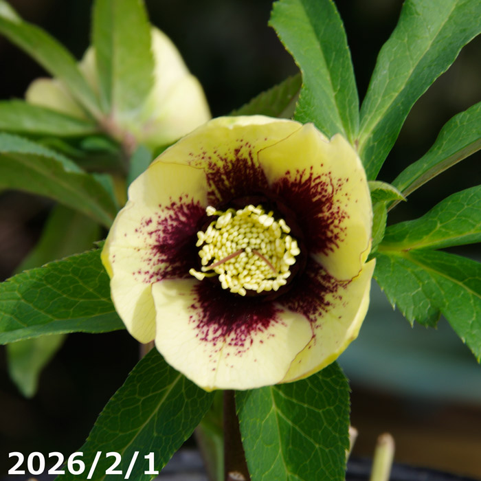 楽天市場】クリスマスローズ 野田園芸の通販