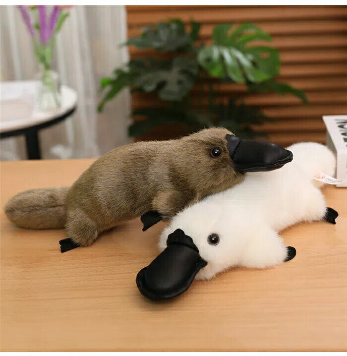 楽天市場】カモノハシ ぬいぐるみ かものはし リアル 動物 アニマル