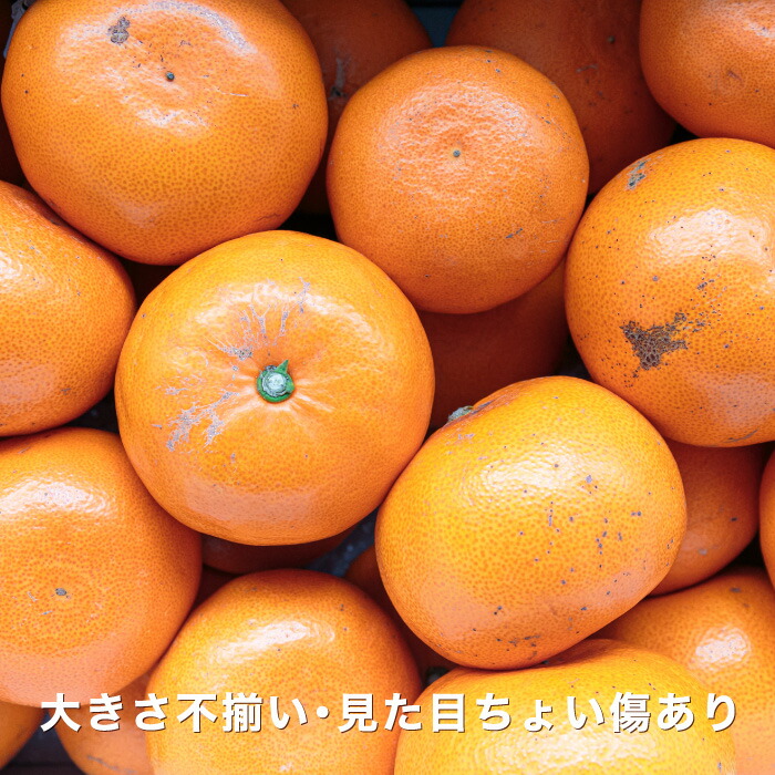 楽天市場】3/4 20:00～再販スタート！☆究極の柑橘！みかんの大トロ