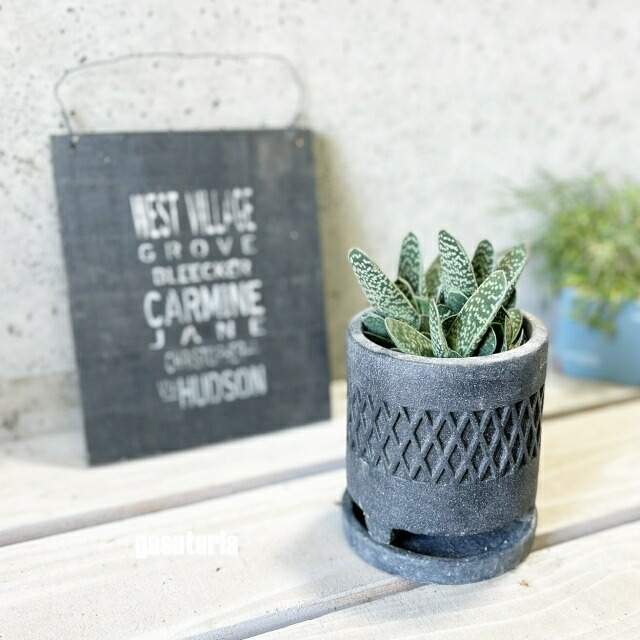 楽天市場】多肉植物【ガステリア属】ガステリア3.5号セメント鉢