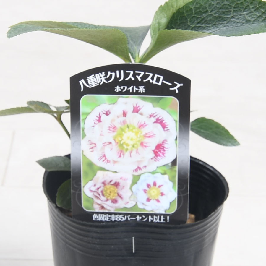 楽天市場】【決算セール品！】 曽田園芸さん 八重咲クリスマスローズ