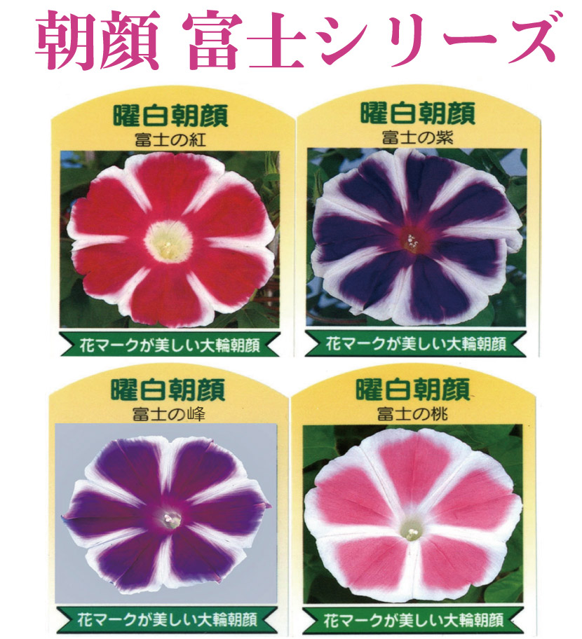 楽天市場】朝顔 鉢植え 7号 あさがお アサガオ あんどん仕立て 夏休み