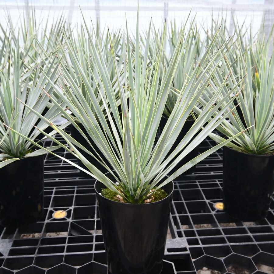 T*T様 ユッカ ロストラータ Hybrid【B】 000000069471-01.jpg?size=l&w=