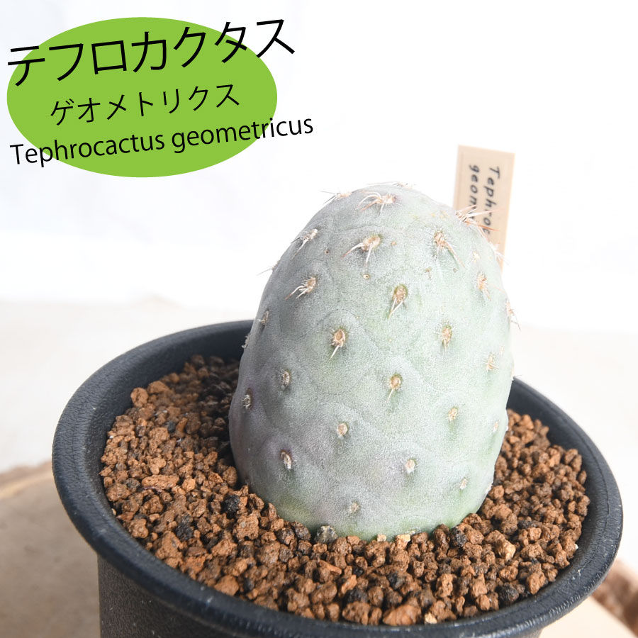 楽天市場】テクロカクタス ゲオメトリクス 3号 【送料無料】 サボテン