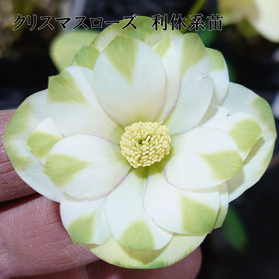 楽天市場】クリスマスローズ 利休系苗 グリーンリップ 曽田園芸 開花