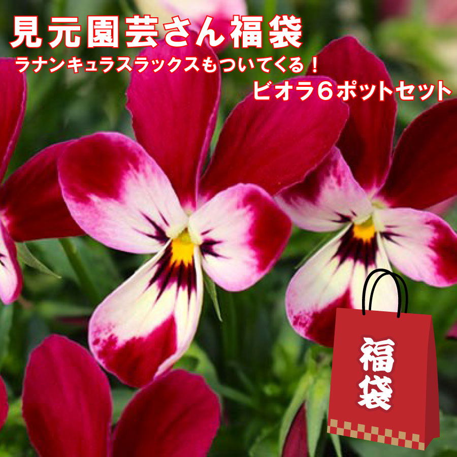 楽天市場】見元園芸 福袋 2026 【ラナンキュラスラックスが一鉢おまけ