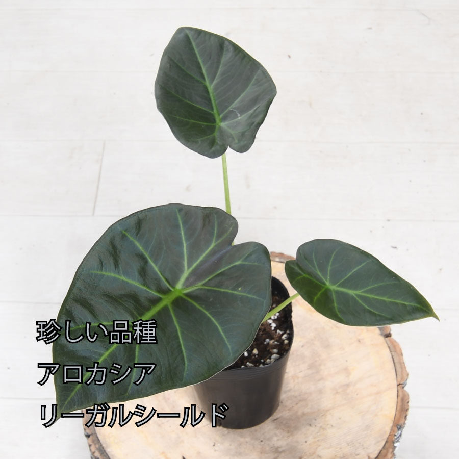 楽天市場】アロカシア リーガルシールド 観葉植物 珍しい品種 希少 3号