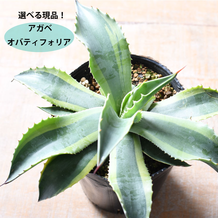 ブ*ツ様 多肉植物・アガベ・チタノタ オバティフォリア オルカ 稀少株