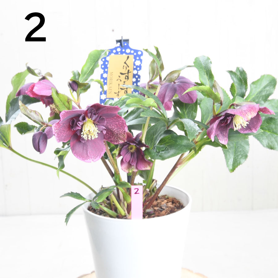 楽天市場】クリスマスローズ 【森花園さん】【現品販売】 ダブルエレン