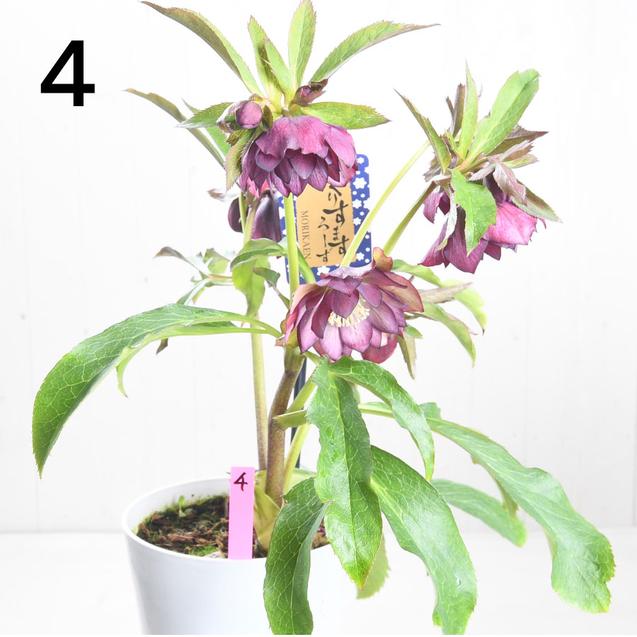 まさまる クリスマスローズ 八重咲き ダブル エレン 5号 6鉢セット