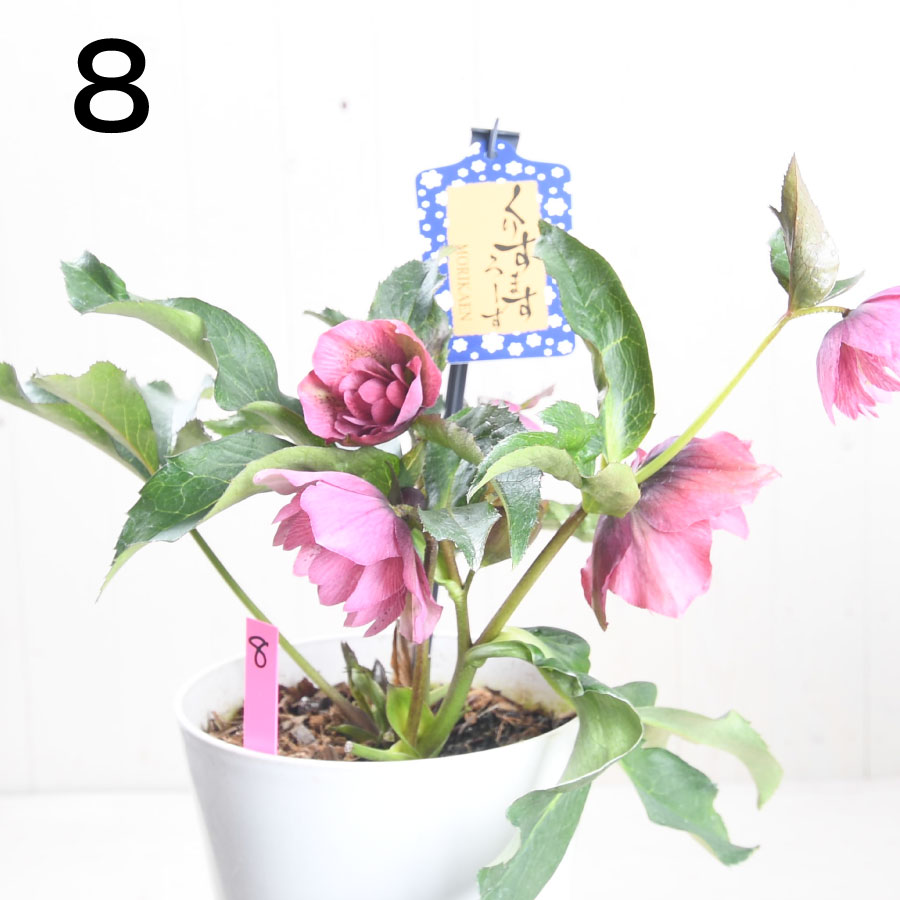 楽天市場】クリスマスローズ 【森花園さん】【現品販売】 ダブルエレン