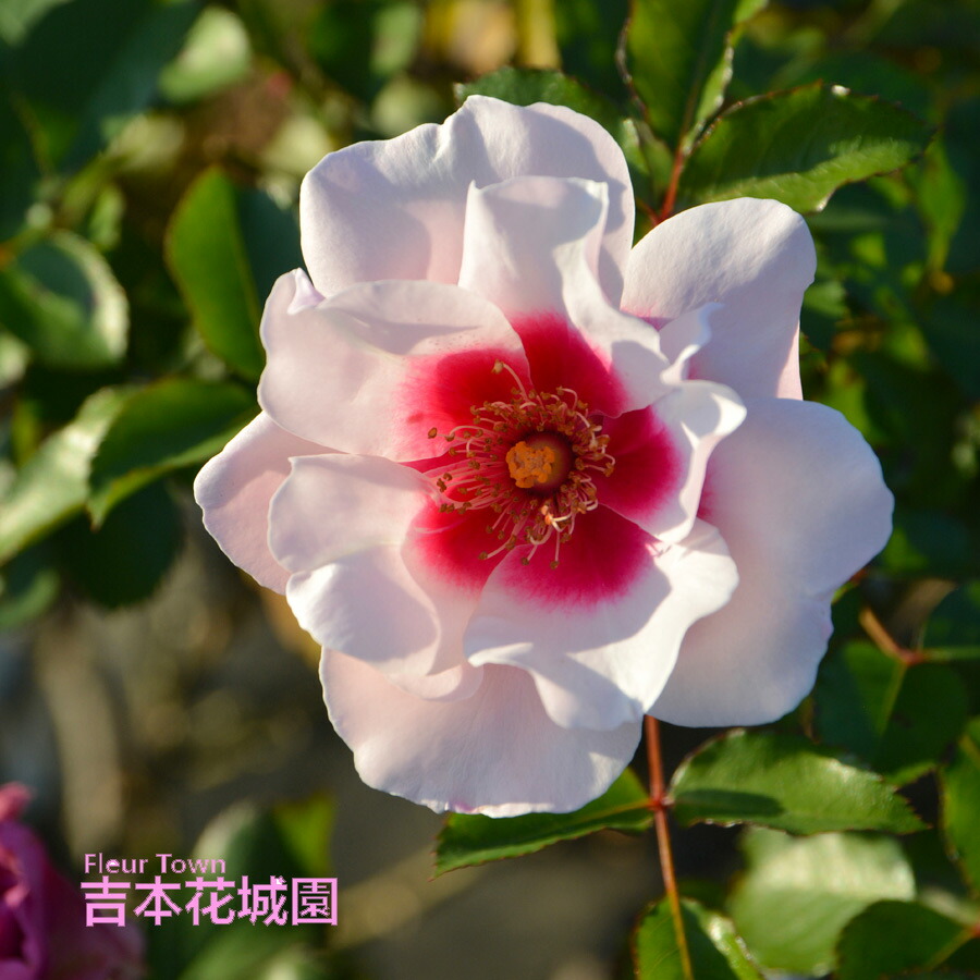 楽天市場】特選 バラ苗 こころね ロサオリエンティス プログレッシオ