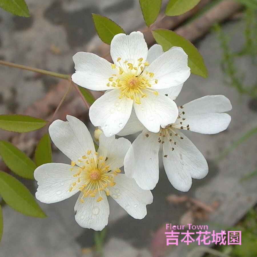 秦森康屯 白バラ 秦森康屯 白バラ 5/18 バラ | 藤沢市長久保公園 都市