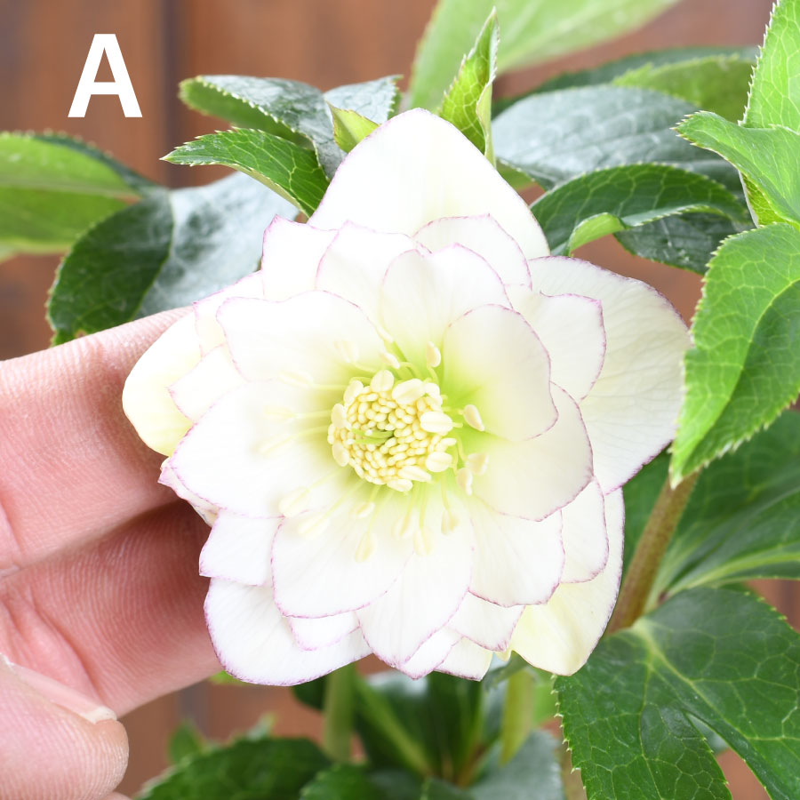 楽天市場】【決算特価セール！】 曽田園芸 新品種 姫小町 小輪多花性