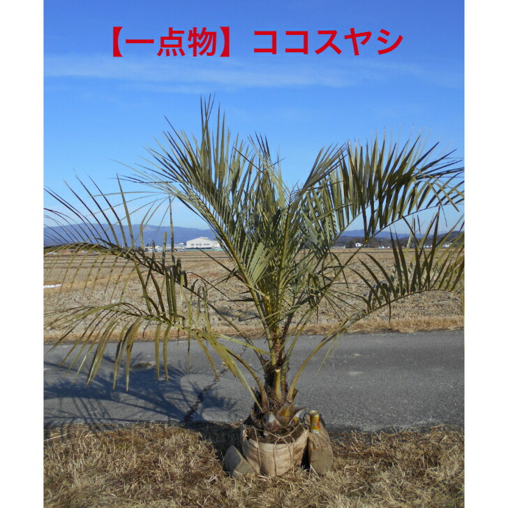 楽天市場】ココスヤシ 大の通販