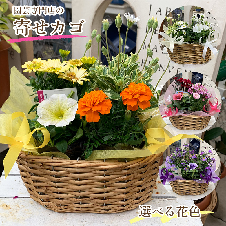 楽天市場】【栄養剤プレゼント】ギフト 専門店の 寄せカゴ ギフト 花苗