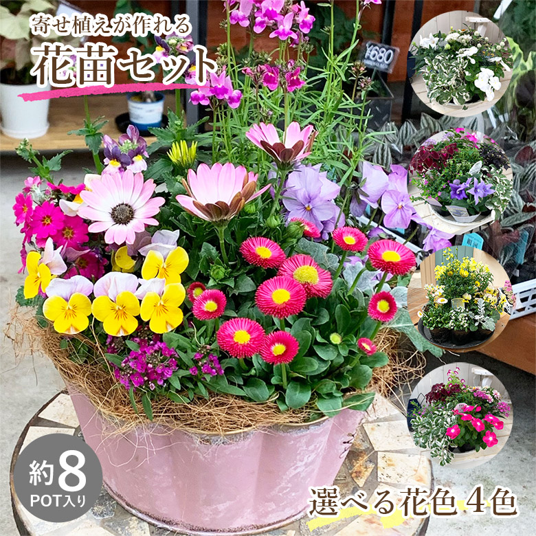 楽天市場】10%OFF【栄養剤プレゼント】 寄せ植えが作れる 花苗セット