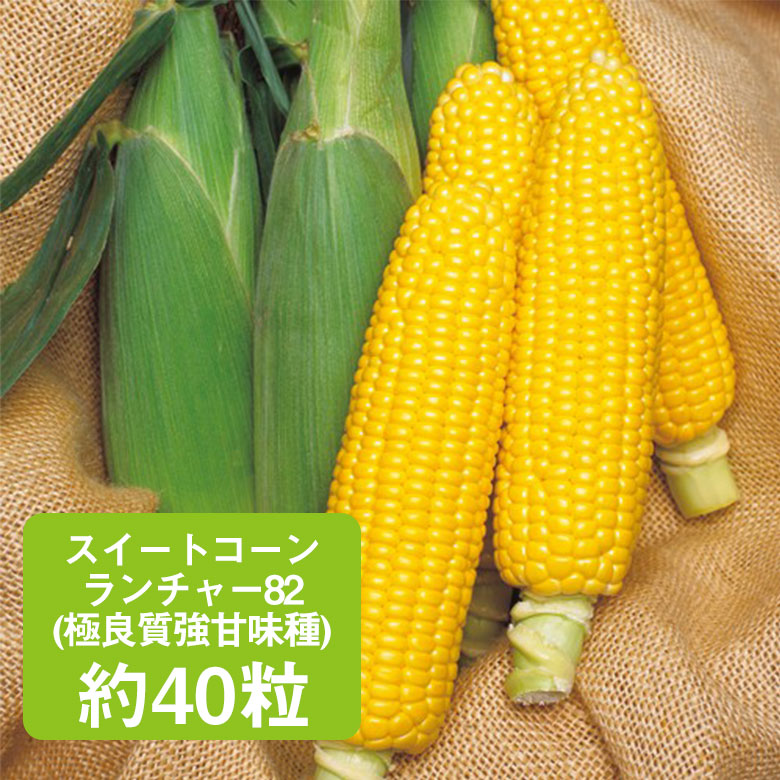 ナチュラル イヤーコーン 20本 わくわくコーン™86スーパー | カネコ