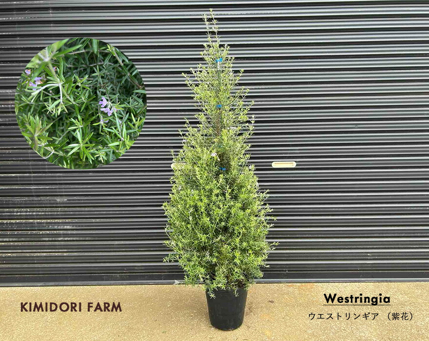 楽天市場】ウエストリンギア ツリー仕立て 紫花 植栽 オーストラリアン
