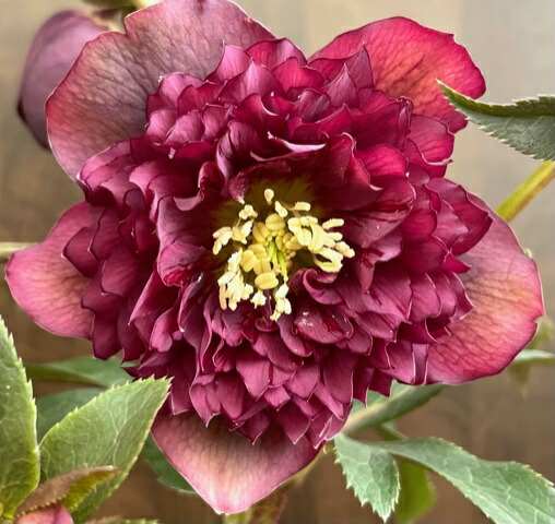 楽天市場】広瀬園芸 クリスマスローズ（カラーレッド）（花・ガーデン