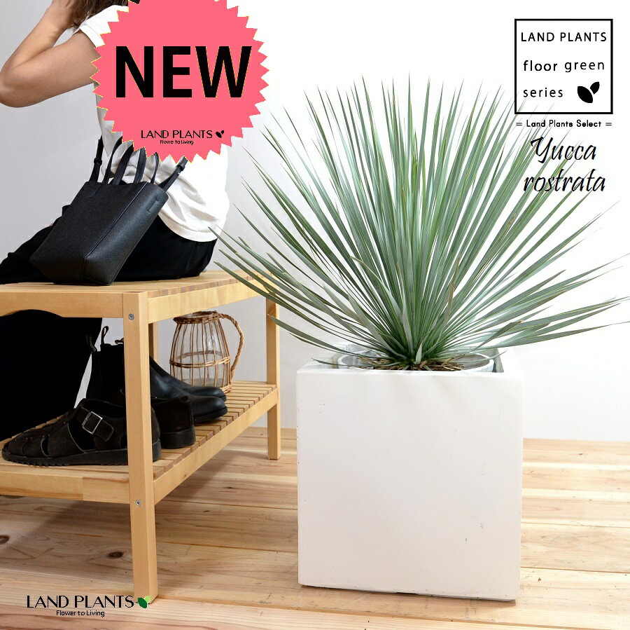 AL1153】ユッカ リギダ 24cm鉢 AL1153】ユッカ リギダ 24cm鉢