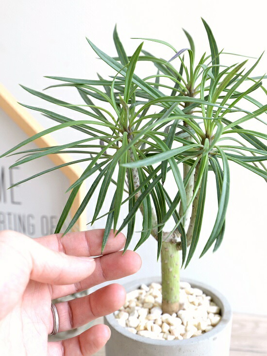 楽天市場】モンキーツリー（クレイニア） セメント シリンダー型 陶器