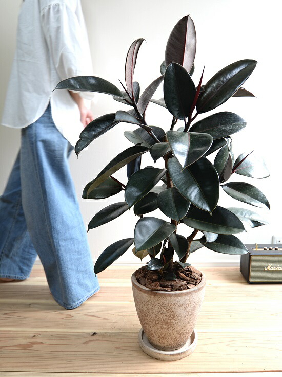 楽天市場】フィカス バーガンディー （黒ゴム） エッグ ラウンド 陶器