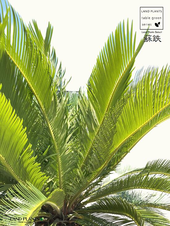 楽天市場】【限定1点】 蘇鉄（ソテツ：2頭）極太 1.5m Cycas revoluta
