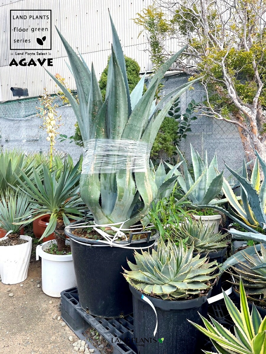 楽天市場】【超大型】 アガベ（アメリカーナ） 13号 プラスチック鉢 1