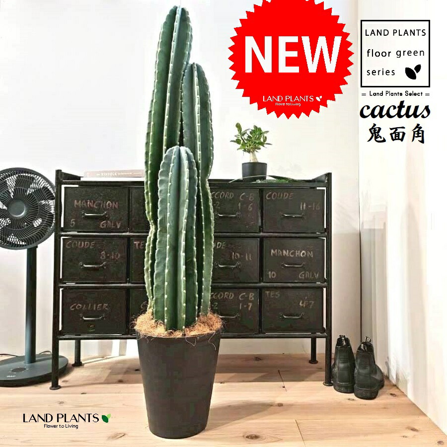 観葉植物 10号 柱サボテン」の人気商品一覧 | 安い商品を通販サイト