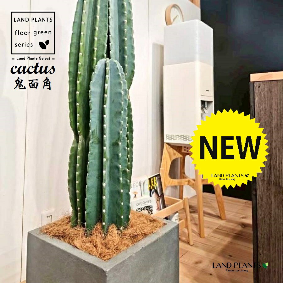 楽天市場】サボテン 10号の通販