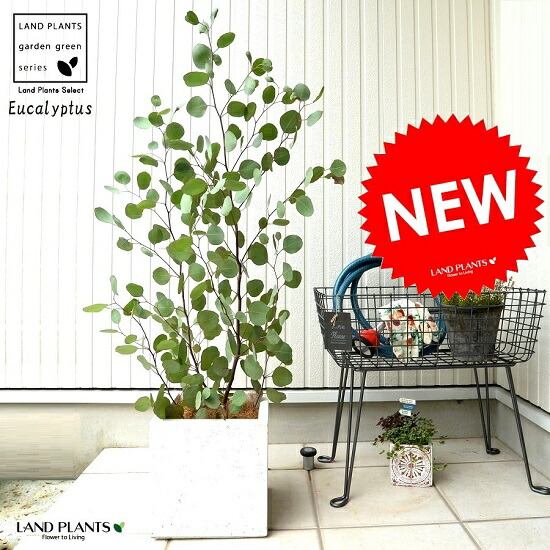 楽天市場】ユーカリ ポポラス （白色） ファイバー キューブ ポット