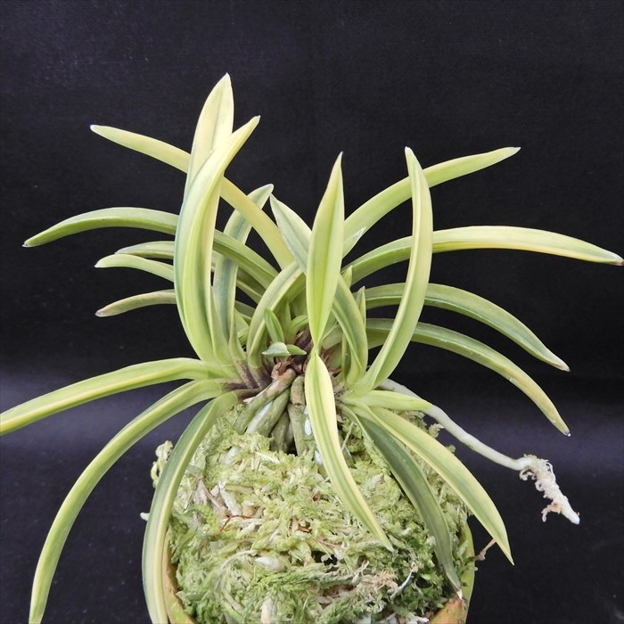 楽天市場】富貴蘭 富嶽 2.5号鉢 フウキラン 風蘭 古典植物 山野草 kih