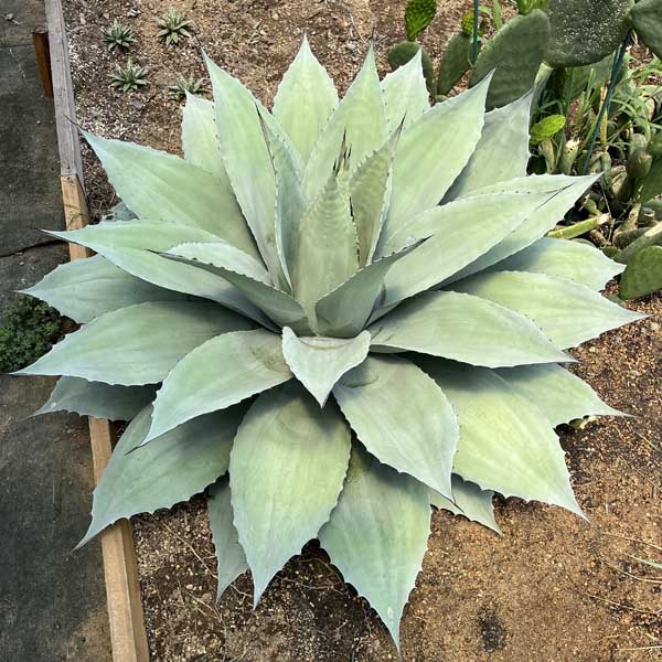楽天市場】【送料無料】アガベ オバティフォリア フロスティブルー