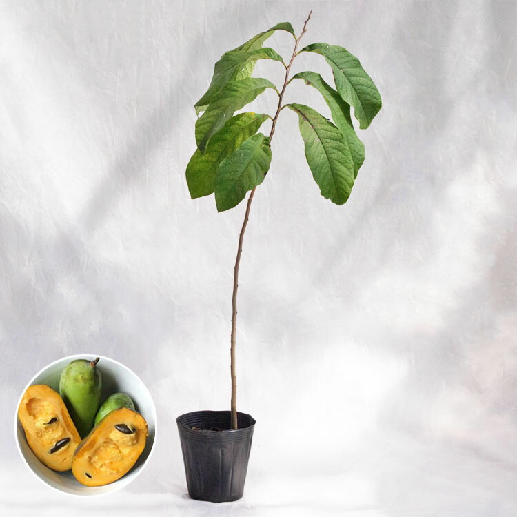 楽天市場】庭木・植木 ポポー（ポーポー） 4年生苗【実生】 1本立 / 5