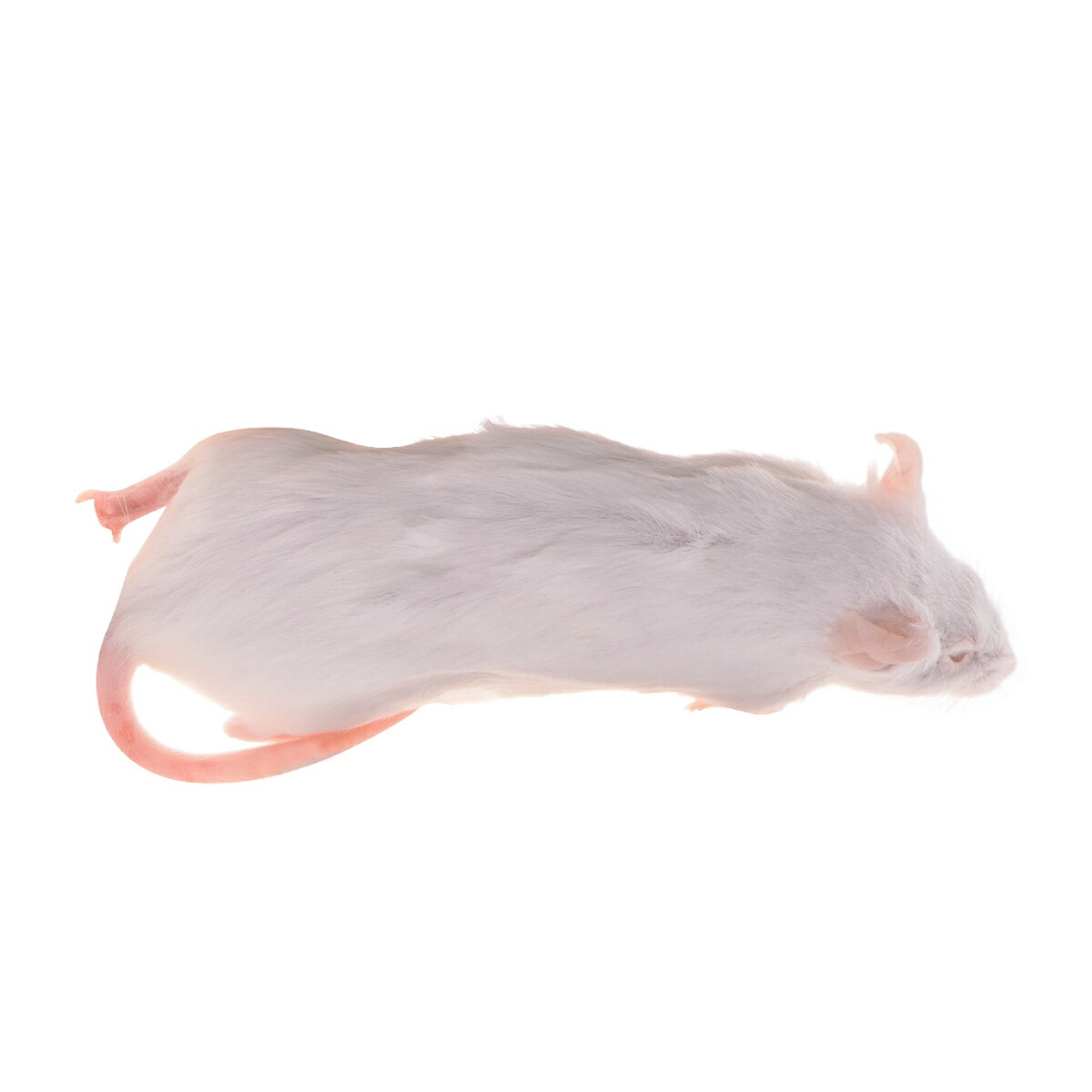 楽天市場】「リタイア 300匹(30袋) Biokimia 」 約10cm 40g+ 冷凍