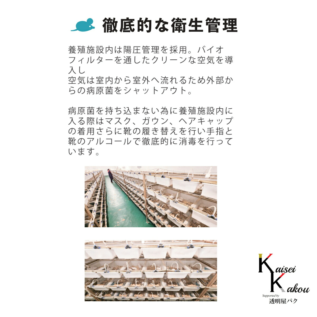 楽天市場】「リタイア 300匹(30袋) Biokimia 」 約10cm 40g+ 冷凍