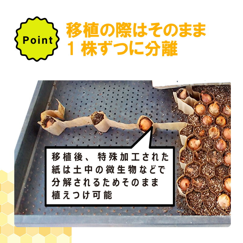 楽天市場】【100%ポイントバック エントリー＆抽選2/25まで】LP