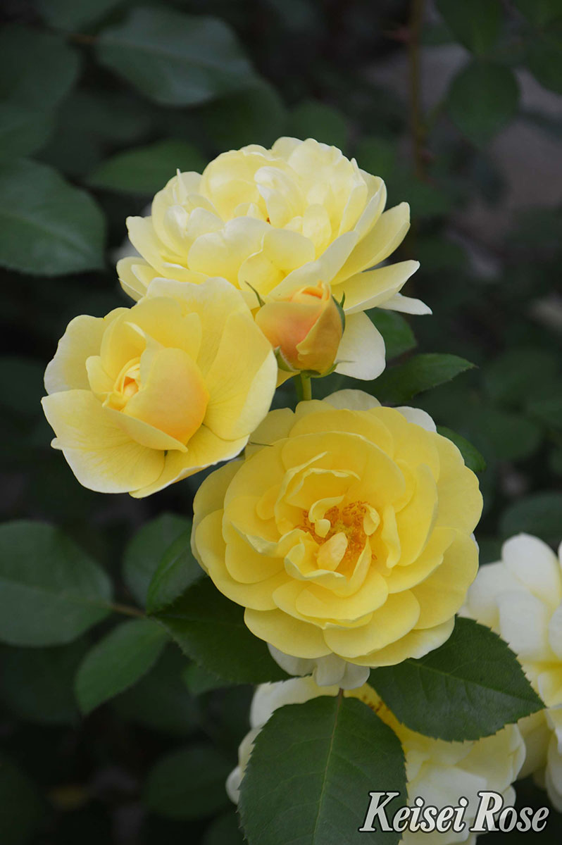 楽天市場】バラ苗 【スマイルハニーローズ／くまのプーさん】 (大苗