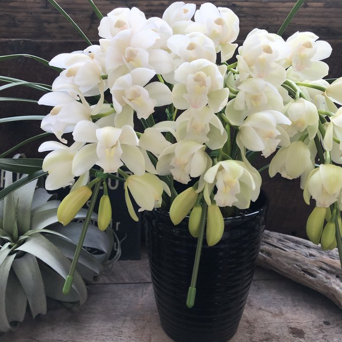 楽天市場】シンビジウムの通販