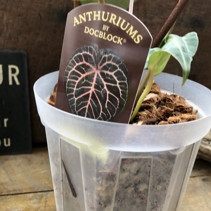 楽天市場】アンスリウム ミシェル Anthurium Michelle by Docblock