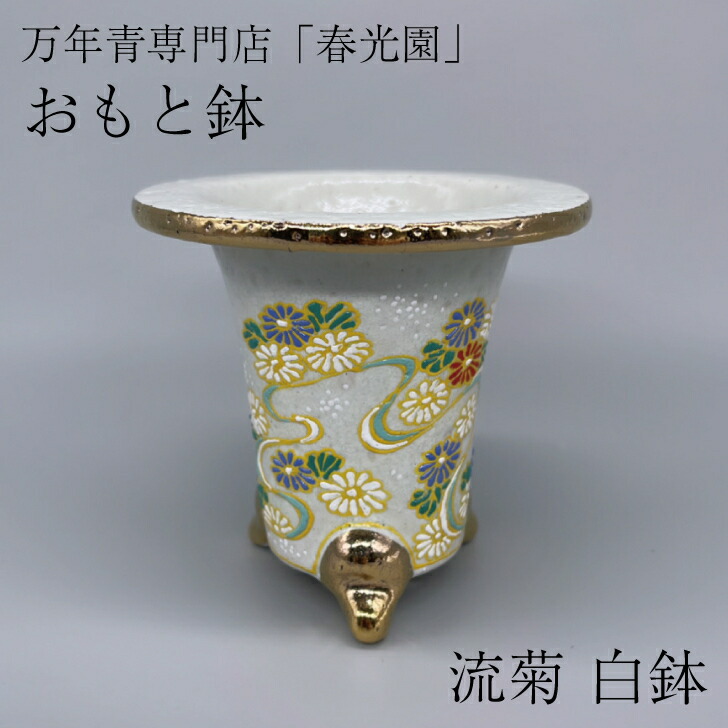 楽天市場】◇万年青鉢（おもと鉢）◇愛楽園製 錦鉢 万年青専門店 春光