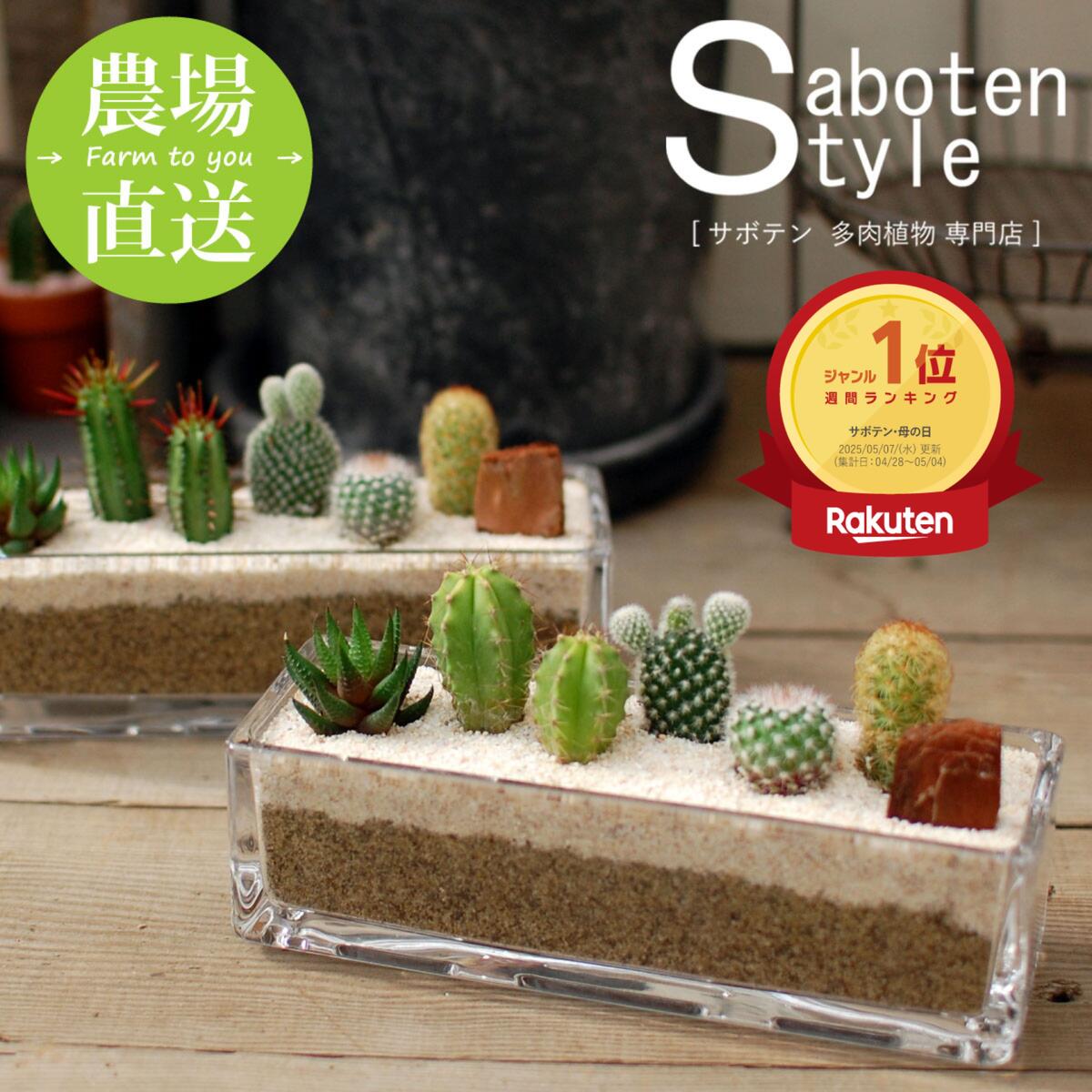 楽天市場】【育てやすい】初心者にも 5種のミニサボテン寄せ植え