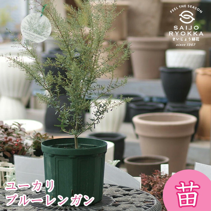 楽天市場】ユーカリ ブルーレンガン【Eucaliptus gunnii ：France Blue