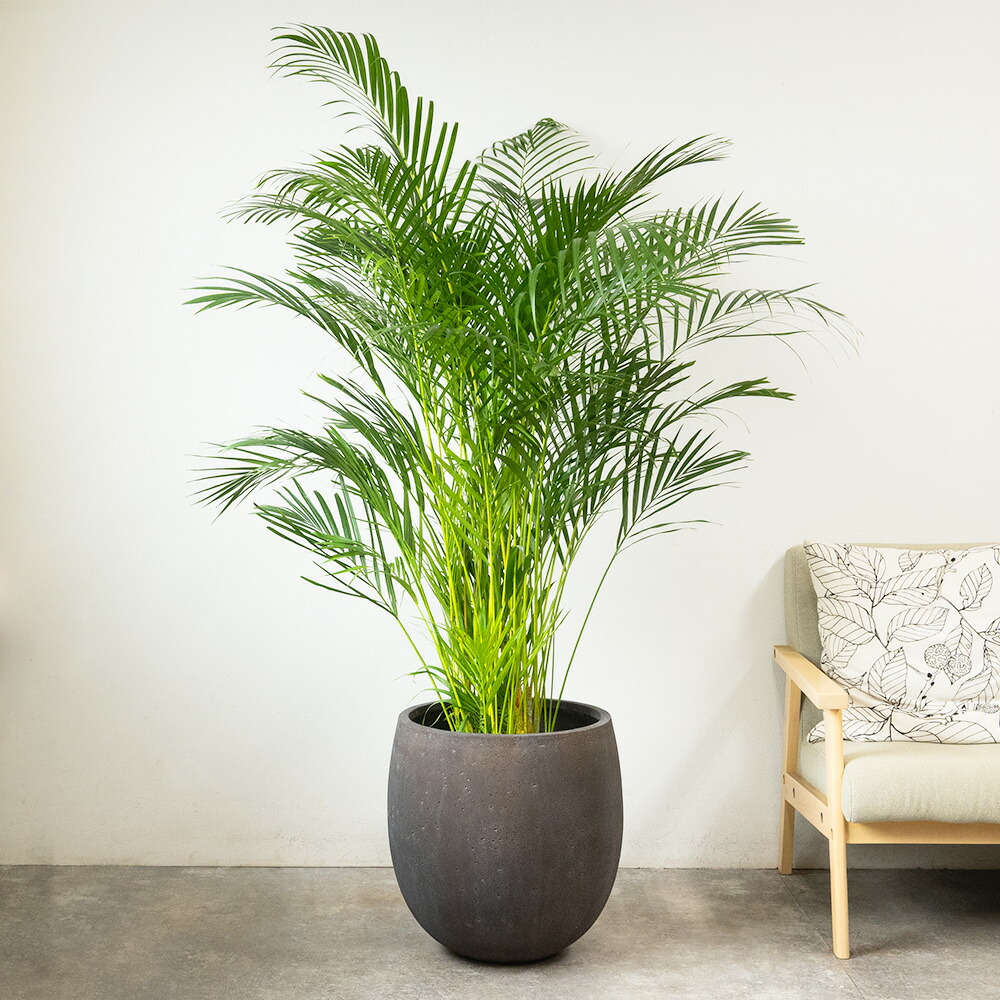 楽天市場】アレカヤシ 観葉植物 ヤシの木 10号鉢 大型 ファイバー