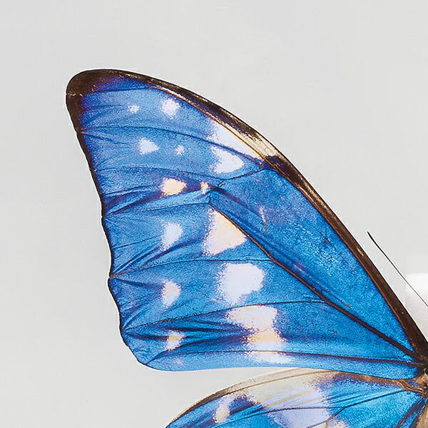 楽天市場】世界の珍しい本物の昆虫標本コレクション 第2弾 「キプリス