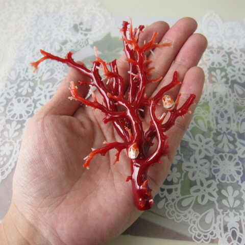 楽天市場】高知沖産血赤珊瑚 拝見 原木 置物（艶出し加工済み）飾り